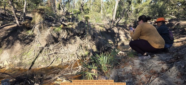 Elizabeth Brunner above the Dead River, 2025:11:01 10:17:45, 30.5819761, -83.0512510 --jsq for WWALS