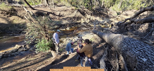 Elizabeth is tempted to descend, 2025:11:01 10:40:53, 30.5822767, -83.0516904 --jsq for WWALS