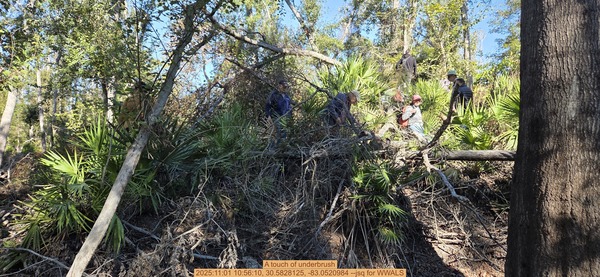 A touch of underbrush, 2025:11:01 10:56:10, 30.5828125, -83.0520984 --jsq for WWALS