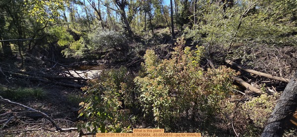 What is this plant?, 2025:11:01 11:19:21, 30.5829684, -83.0530810 --jsq for WWALS