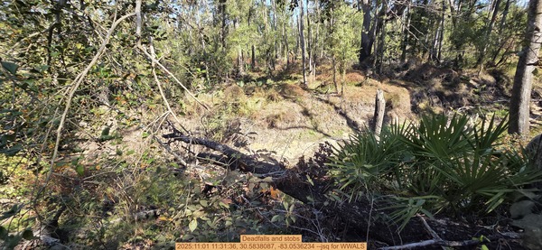 Deadfalls and stobs, 2025:11:01 11:31:36, 30.5838087, -83.0536234 --jsq for WWALS