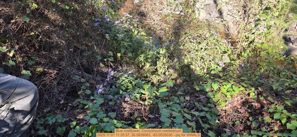 Blue mistflower, Conoclinium coelestinum, 2025:11:01 11:35:37, 30.5839083, -83.0535030 --jsq for WWALS