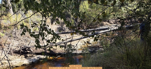 Triple deadfall, 2025:11:01 11:49:26, 30.5838664, -83.0523026 --jsq for WWALS