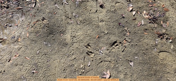 [Several kinds of tracks, 2025:11:01 12:07:45, 30.5840259, -83.0512891 --jsq for WWALS]