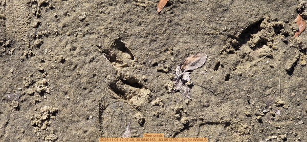 Deer prints, 2025:11:01 12:07:48, 30.5840153, -83.0512750 --jsq for WWALS
