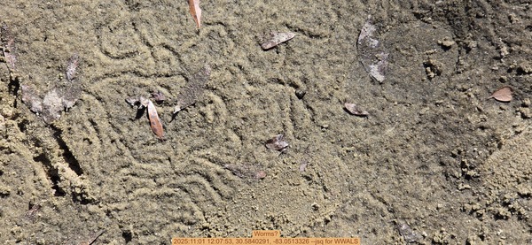 Worms?, 2025:11:01 12:07:53, 30.5840291, -83.0513326 --jsq for WWALS