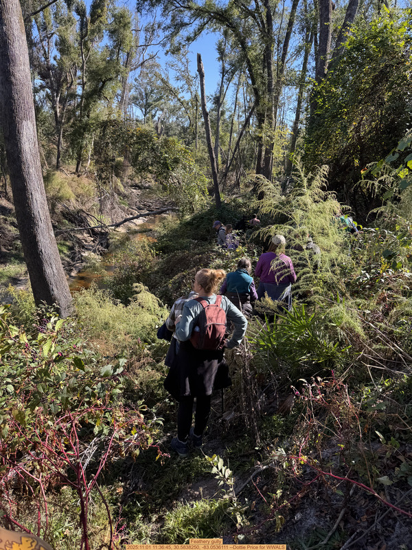 Feathery gully, 2025:11:01 11:36:45, 30.5838250, -83.0536111 --Dottie Price for WWALS