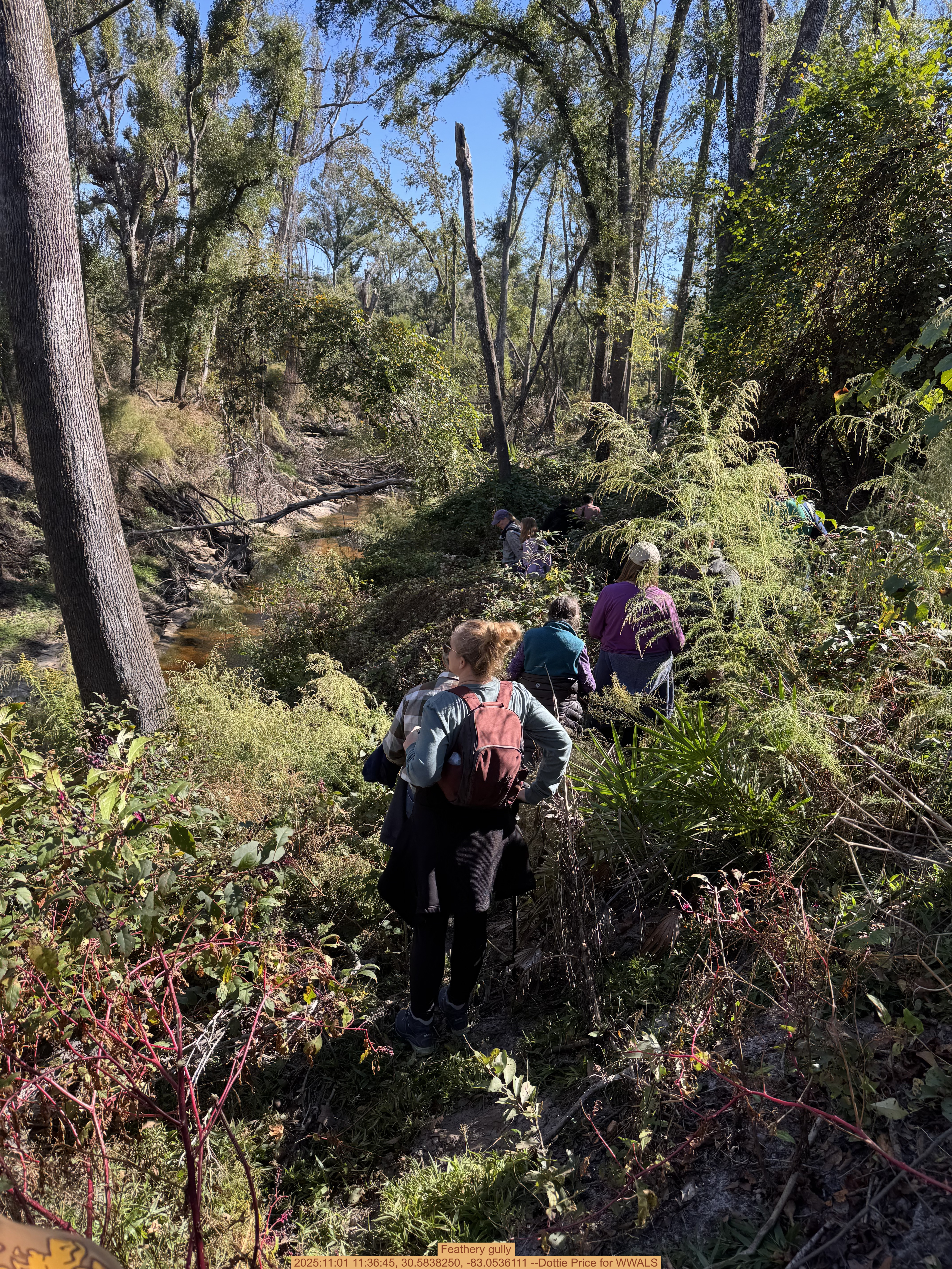 Feathery gully, 2025:11:01 11:36:45, 30.5838250, -83.0536111 --Dottie Price for WWALS