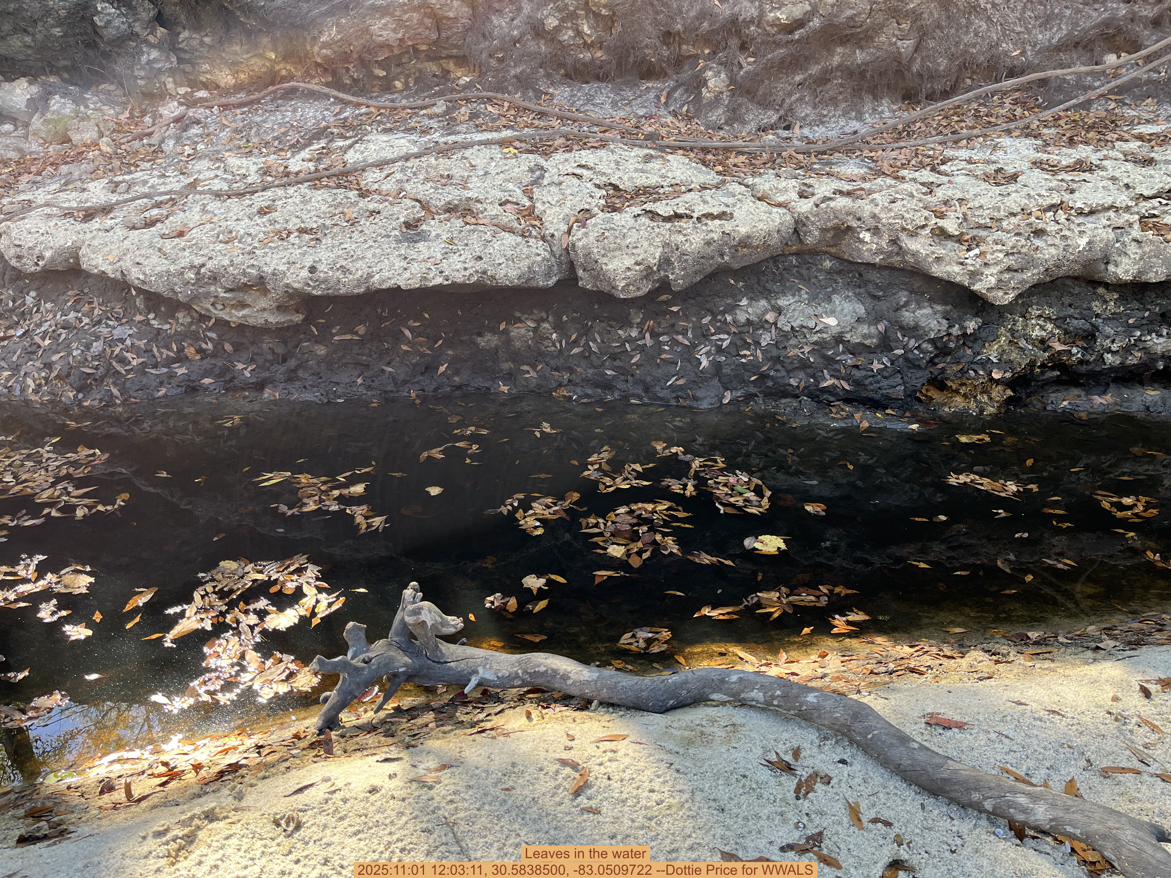 Leaves in the water, 2025:11:01 12:03:11, 30.5838500, -83.0509722 --Dottie Price for WWALS