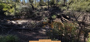 [Deadfall across the river, 2025:11:01 11:18:15, 30.5828994, -83.0530107 --jsq for WWALS]