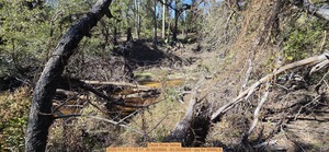 [Dead River below, 2025:11:01 11:19:17, 30.5829684, -83.0530810 --jsq for WWALS]