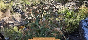 [Maybe Camphorweed, Heterotheca subaxillaris, 2025:11:01 11:48:39, 30.5838884, -83.0526727 --jsq for WWALS]