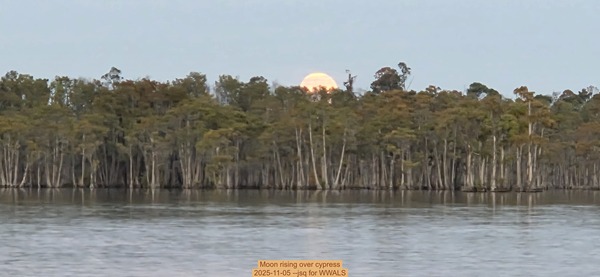 Moon rising over cypress, 2025-11-05 --jsq for WWALS