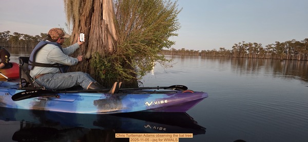 Chris Turtleman Adams observing the bat tree, 2025-11-05 --jsq for WWALS