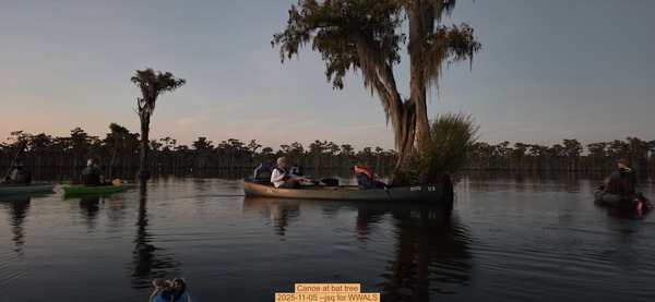 Canoe at bat tree, 2025-11-05 --jsq for WWALS
