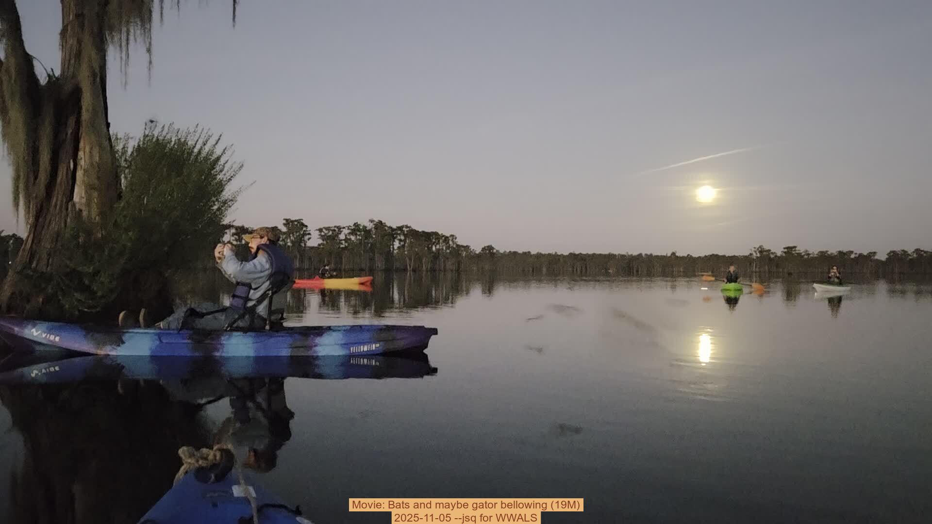 Movie: Bats and maybe gator bellowing (19M), 2025-11-05 --jsq for WWALS