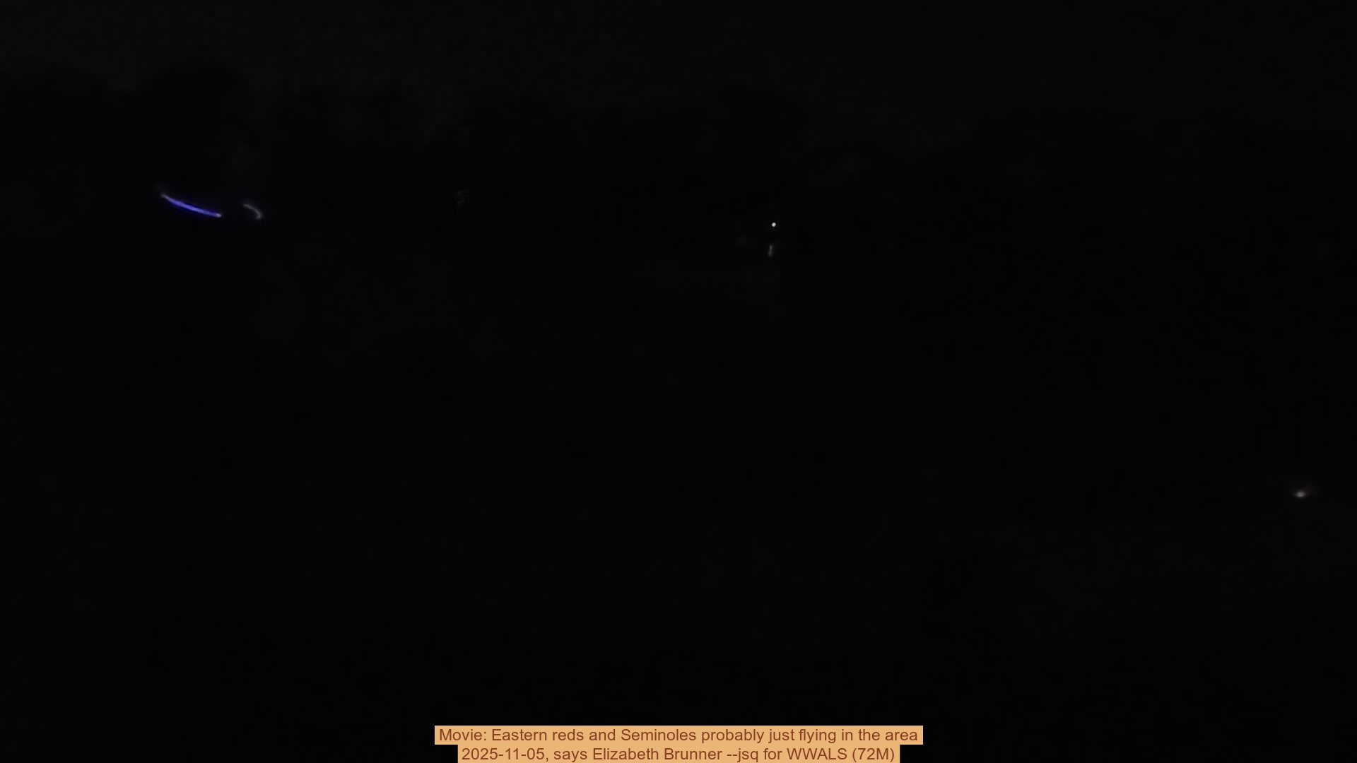 Movie: Eastern reds and Seminoles probably just flying in the area, 2025-11-05, says Elizabeth Brunner --jsq for WWALS (72M)