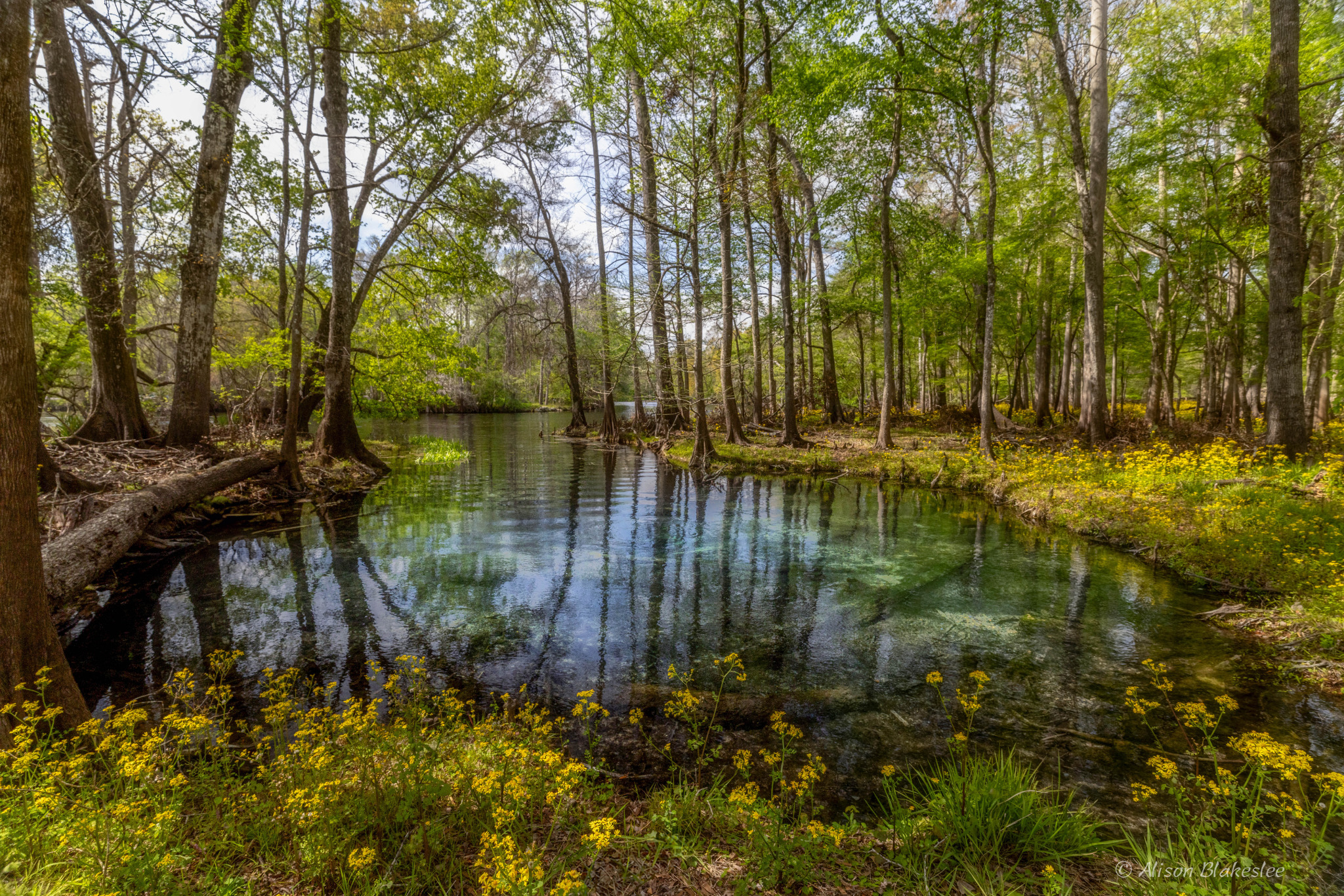 Sawdust Springs --Alison Blakeslee