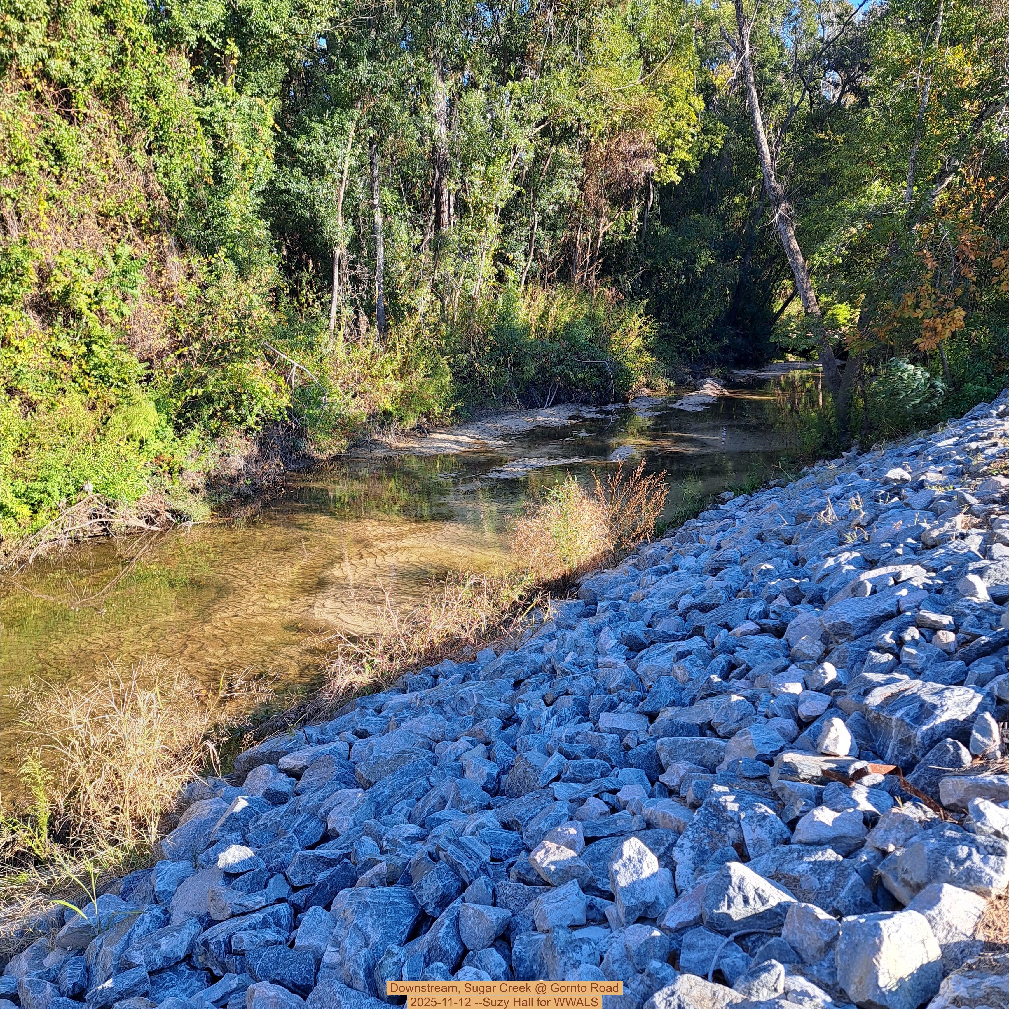 Downstream, Sugar Creek @ Gornto Road 2025-11-12 --Suzy Hall for WWALS