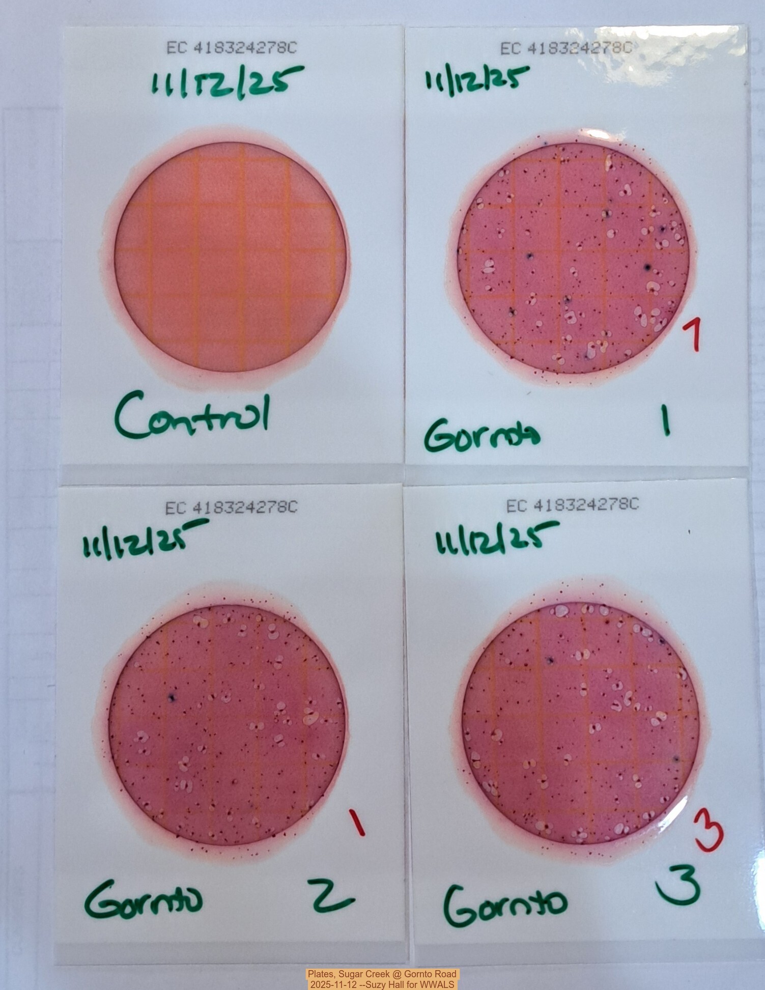 Plates, Sugar Creek @ Gornto Road 2025-11-12 --Suzy Hall for WWALS