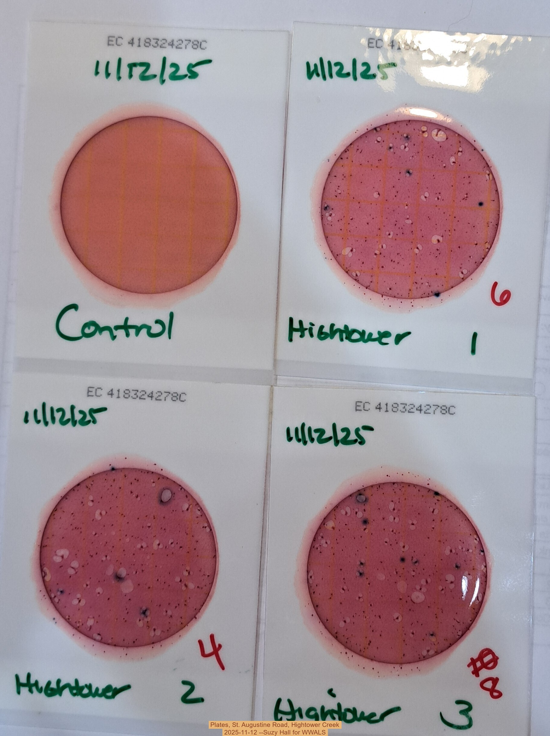 Plates, St. Augustine Road, Hightower Creek, 2025-11-12 --Suzy Hall for WWALS