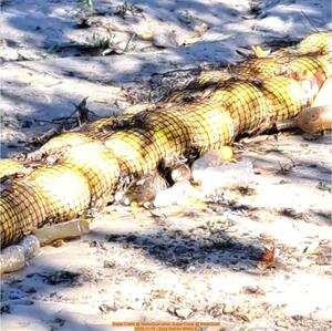 [Sugar Creek @ WaterGoat other, Sugar Creek @ WaterGoat 2025-11-10 --Suzy Hall for WWALS]