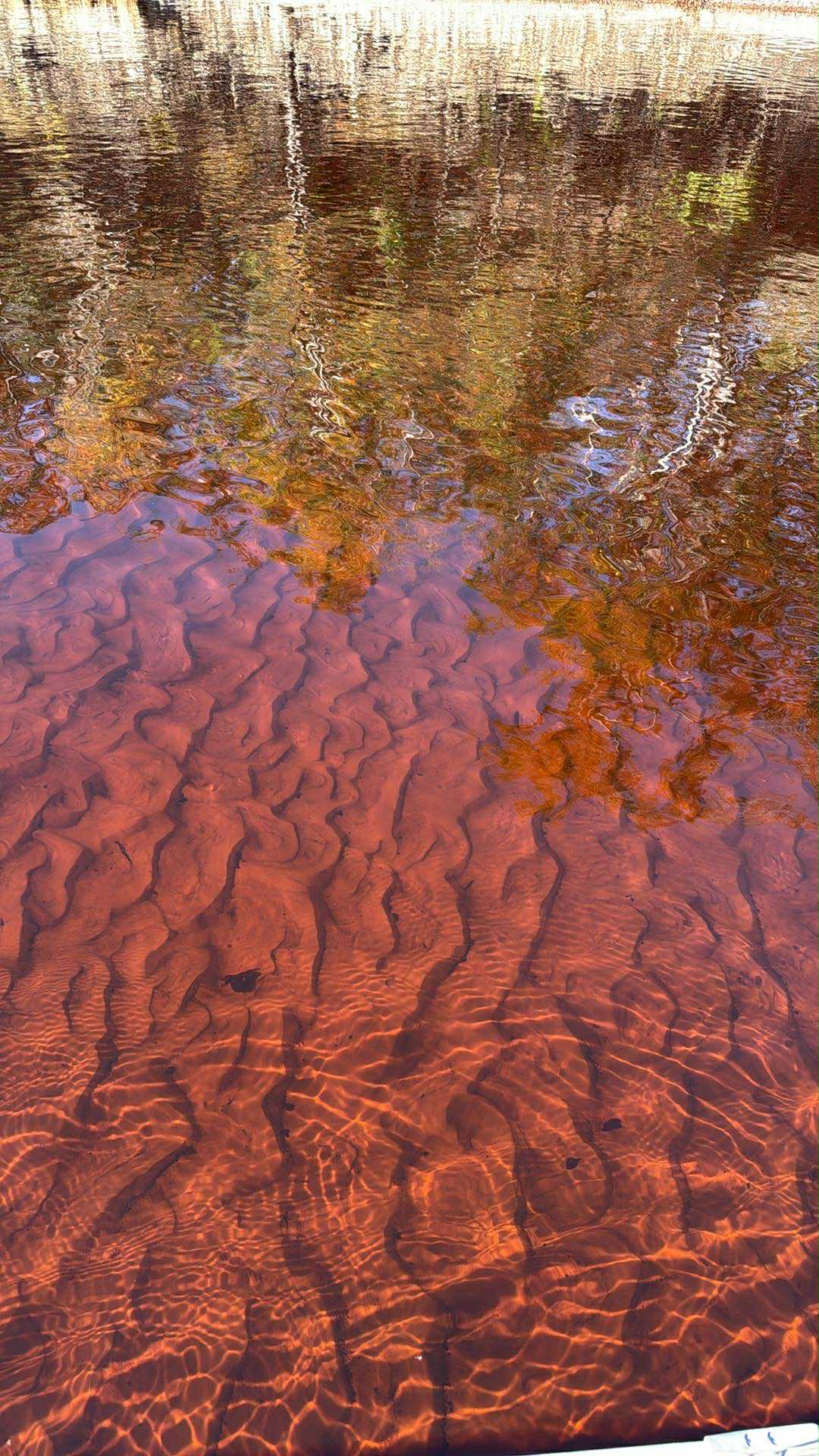 Clear Suwannee River Water upstream from Alapaha River Rise, 2025-11-15 --Byron Herder