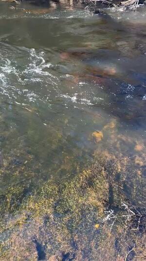 [Movie: Alapaha River Rise, 2025-11-15 --Byron Herder (2.3M)]