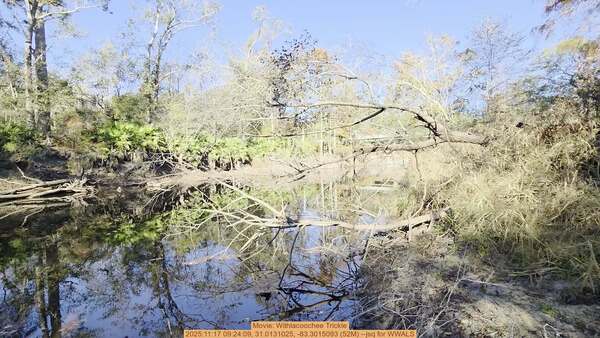 [Movie: Withlacoochee Trickle, 2025:11:17 09:24:09, 31.0131025, -83.3015093 (52M) --jsq for WWALS]