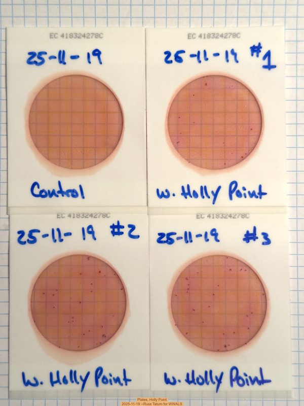 Plates, Holly Point 2025-11-19 --Russ Tatum for WWALS