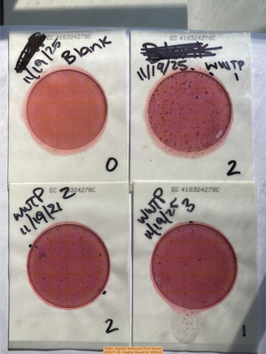 [Plates, Alapaha Settlement Pond Stream 2025-11-19 --Heather Brasell for WWALS]