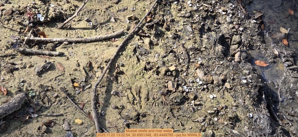 Mussel shells and river water, 2025:11:22 13:22:54, 30.6951348, -83.4449785 --jsq for WWALS