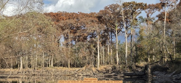 [Red cypress, 2025:11:22 15:00:41, 30.6863687, -83.4227328 --jsq for WWALS]