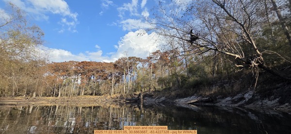 High trash and red cypress, 2025:11:22 15:01:05, 30.6863687, -83.4227328 --jsq for WWALS