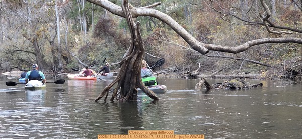 Closeup hanging driftwood, 2025:11:22 16:04:15, 30.6790417, -83.4174637 --jsq for WWALS