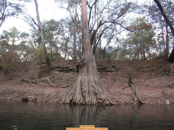 [Roots and bluff, 2025:11:22 15:58:05 --Scotti Jay for WWALS]