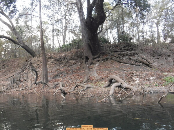 [Hollow tree, 2025:11:22 15:58:40 --Scotti Jay for WWALS]