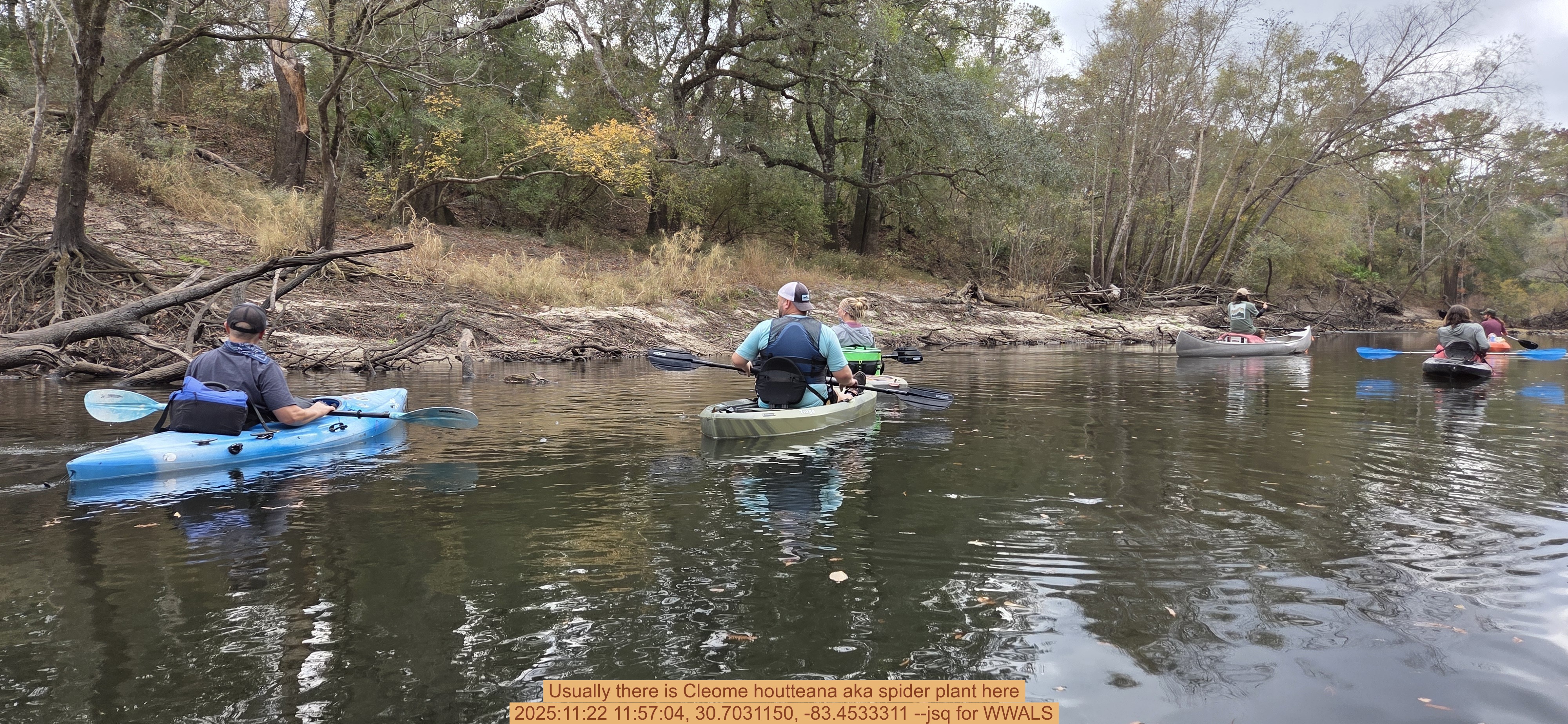 Usually there is Cleome houtteana aka spider plant here, 2025:11:22 11:57:04, 30.7031150, -83.4533311 --jsq for WWALS