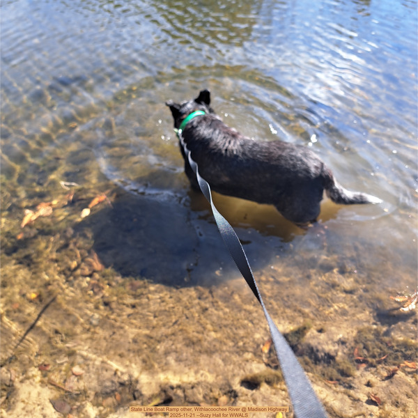 State Line Boat Ramp other, Withlacoochee River @ Madison Highway 2025-11-21 --Suzy Hall for WWALS