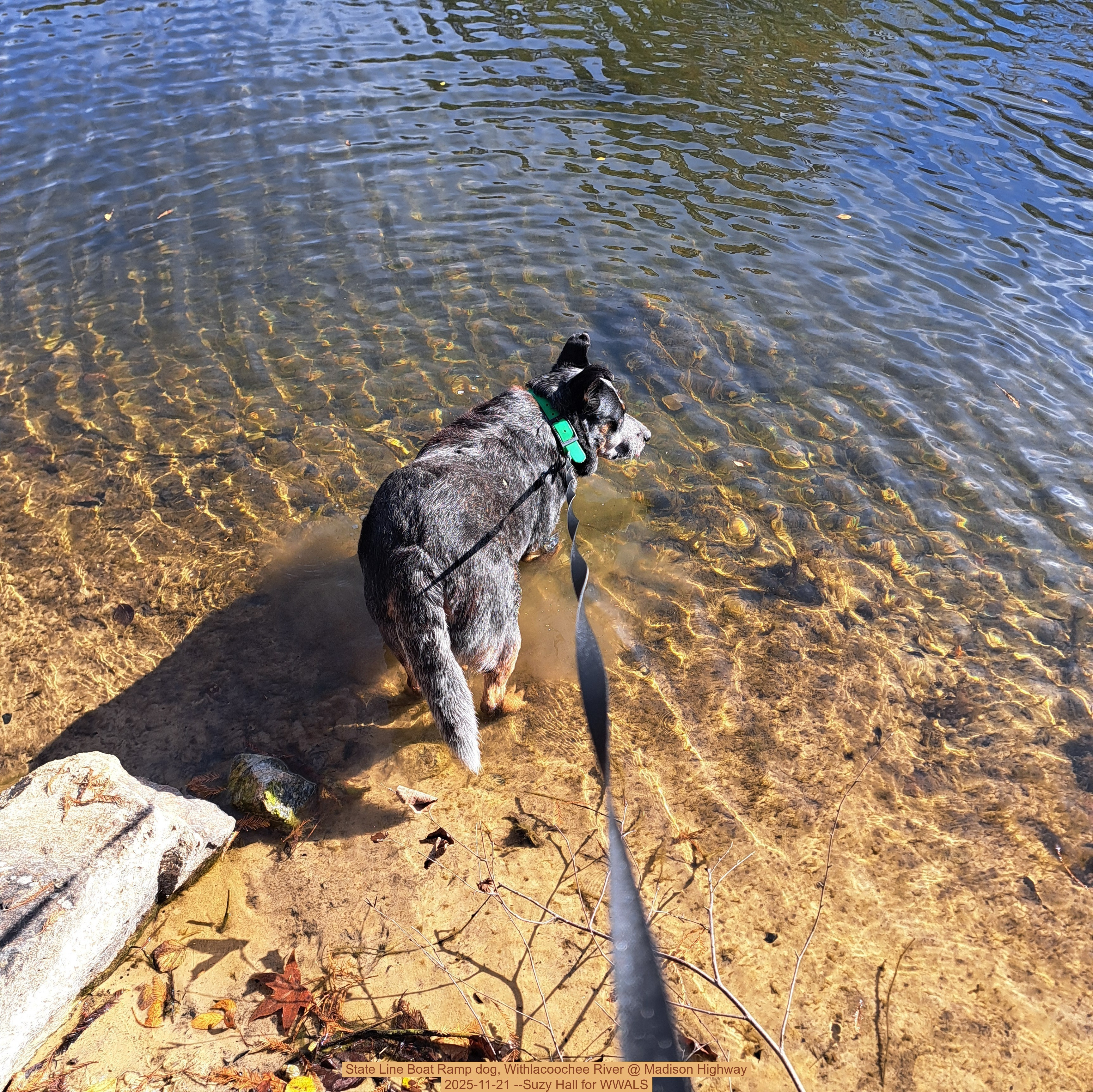 State Line Boat Ramp dog, Withlacoochee River @ Madison Highway 2025-11-21 --Suzy Hall for WWALS