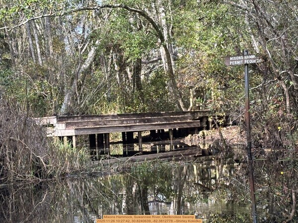 [Mixons Hammock, Suwannee River, Okefenokee Swamp 2025:11:26 10:27:42, 30.8240639, -82.3812778 --Shirley Kokidko]