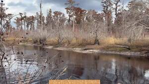 [Movie: Alligator walking, Suwannee River Sill, above First Gate, 2025-11-26, 30.8163778, -82.4135750 (13M) --Shirley Kokidko]