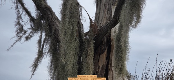 Feathers in bat tree, 2025:12:04 13:56:56, --jsq for WWALS