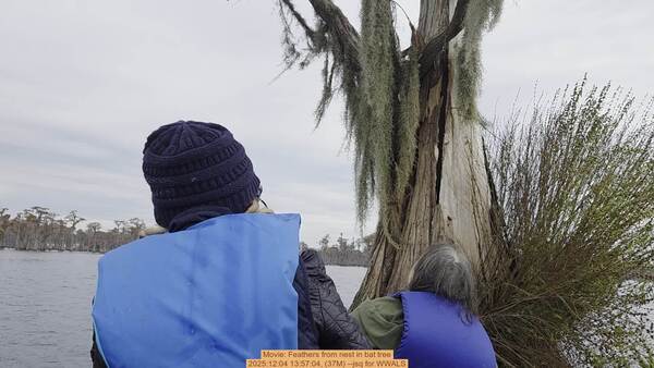 Movie: Feathers from nest in bat tree, 2025:12:04 13:57:04, (37M) --jsq for WWALS