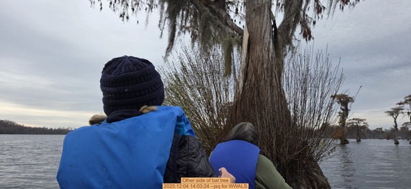 [Other side of bat tree, 2025:12:04 14:03:24 --jsq for WWALS]