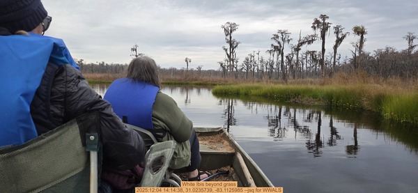 [White Ibis beyond grass, 2025:12:04 14:14:38, 31.0235739, -83.1125985 --jsq for WWALS]