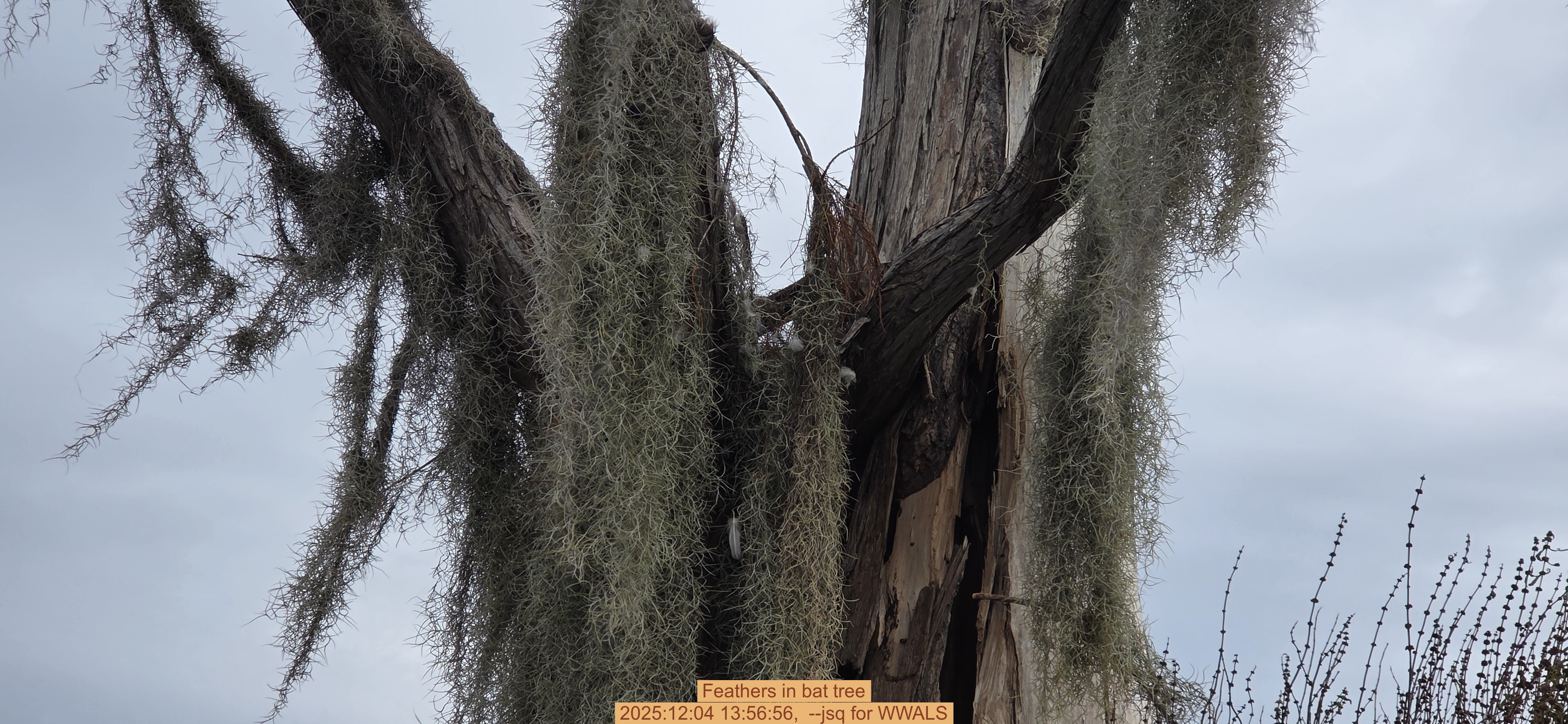 Feathers in bat tree, 2025:12:04 13:56:56, --jsq for WWALS