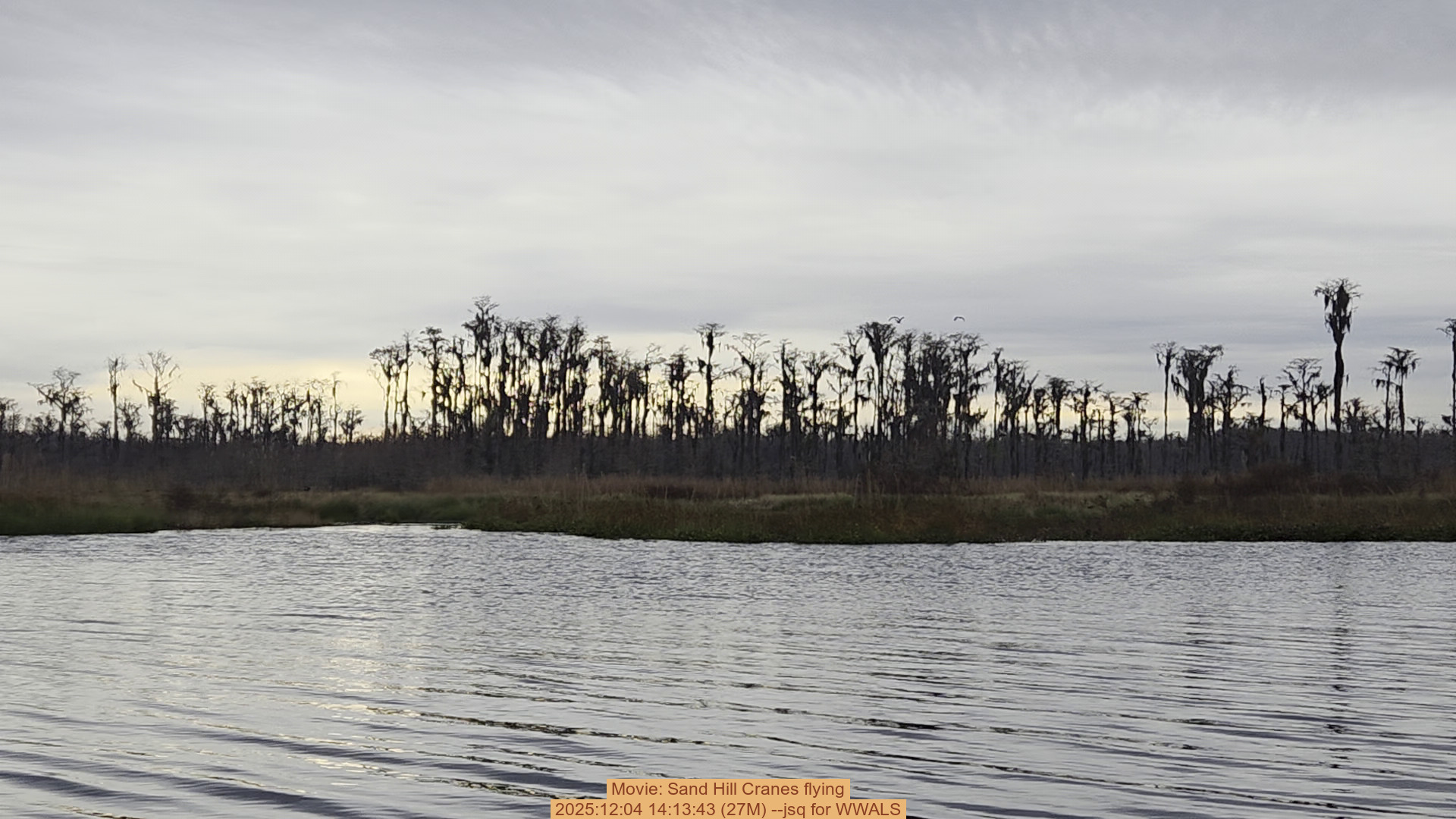 Movie: Sand Hill Cranes flying, 2025:12:04 14:13:43 (27M) --jsq for WWALS