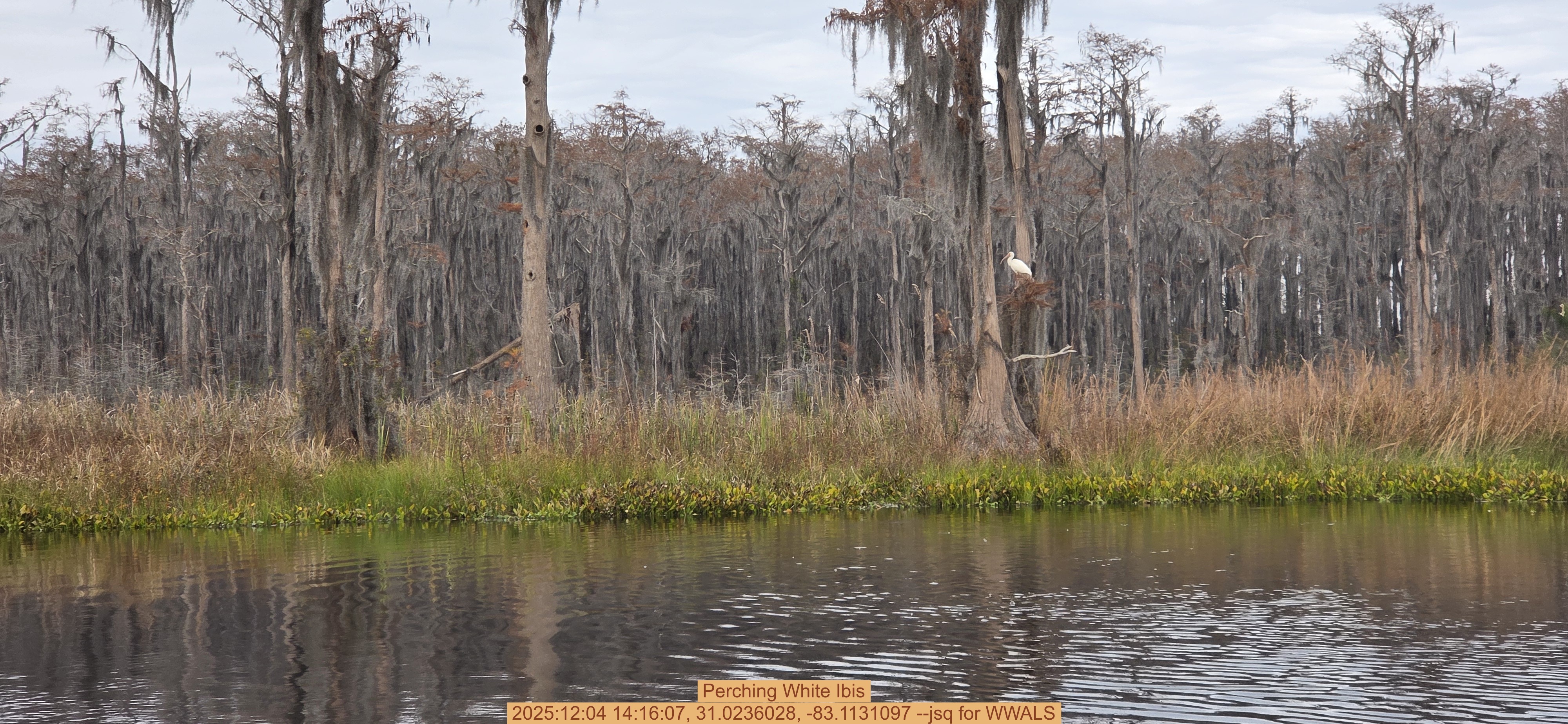 Perching White Ibis, 2025:12:04 14:16:07, 31.0236028, -83.1131097 --jsq for WWALS