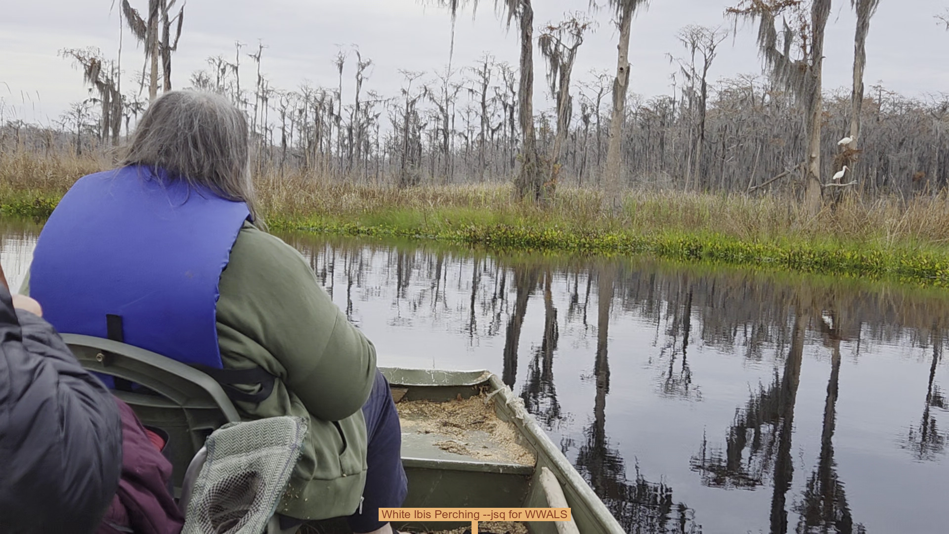 White Ibis Perching --jsq for WWALS